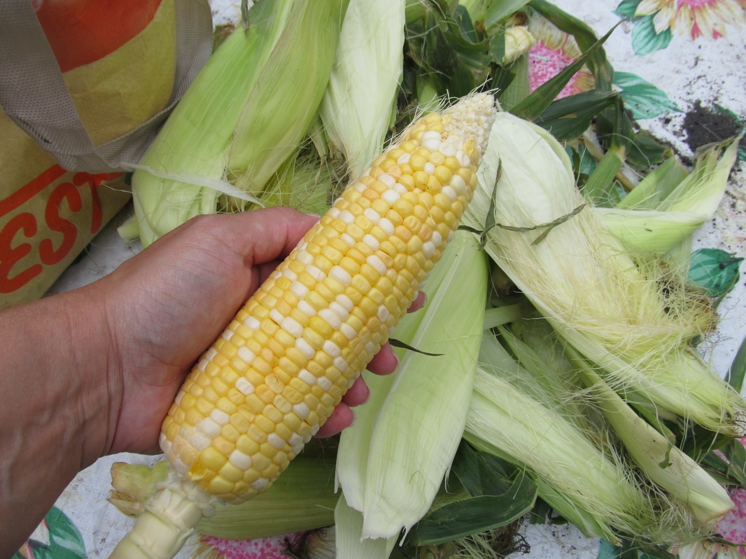 Is Corn Husk Good For Compost